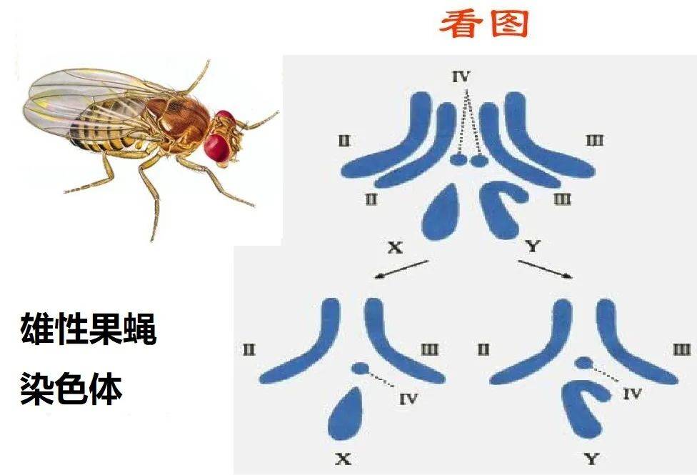 果蝇的细胞中,遗传细胞中的dna保持紧密堆积的形式,y染色体的重复部分