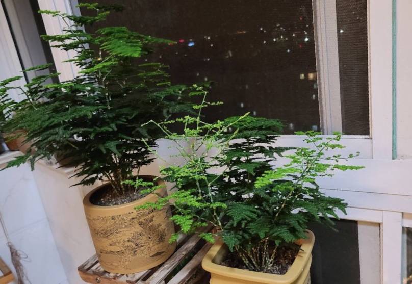 龟背竹怎么换盆才能服盆更快 181aa190987e452a87aca91beaef84bb.jpeg