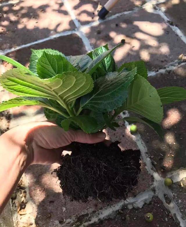 我們買到的繡球花小苗,一般都是第一年扦插的,然後第二年長出新芽之後