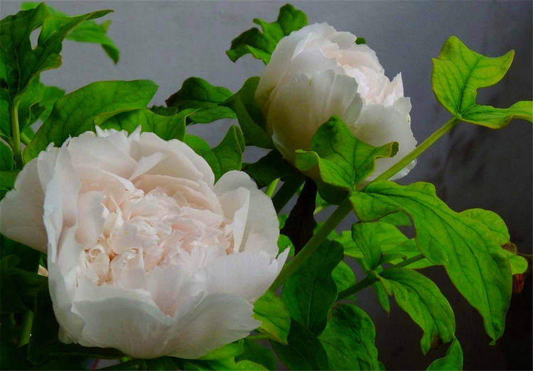 唯有牡丹真国色 这3个品种的牡丹花 有特色 白雪塔