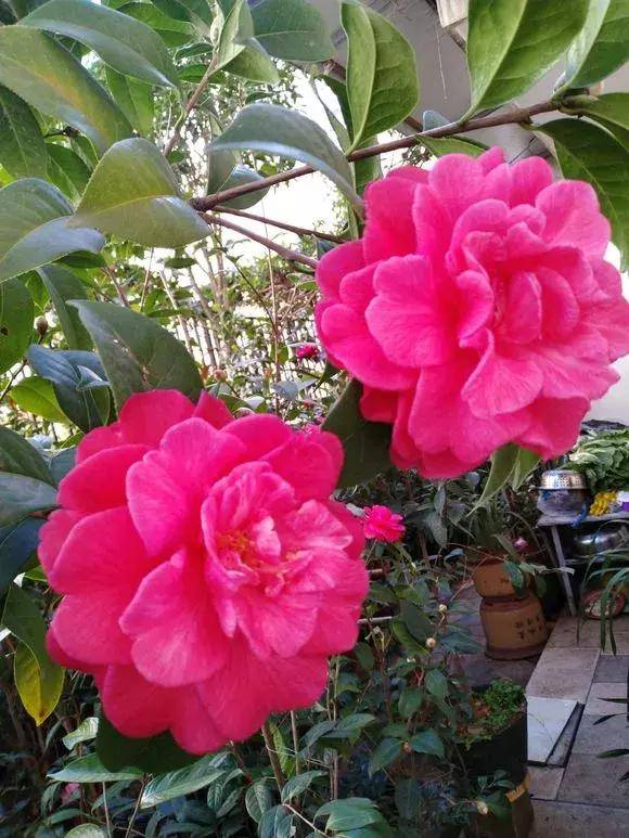 开花最大的茶花品种是 7592e2ffa98447af8642bb9f6b82bb75.jpeg