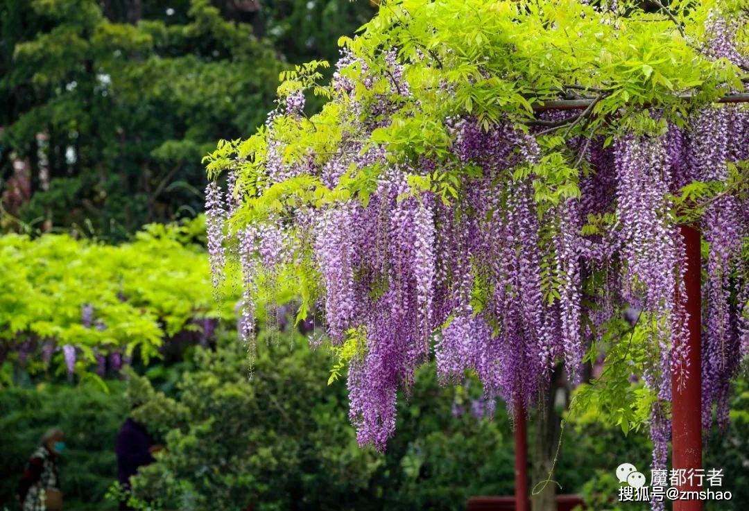 久違的嘉定紫藤園