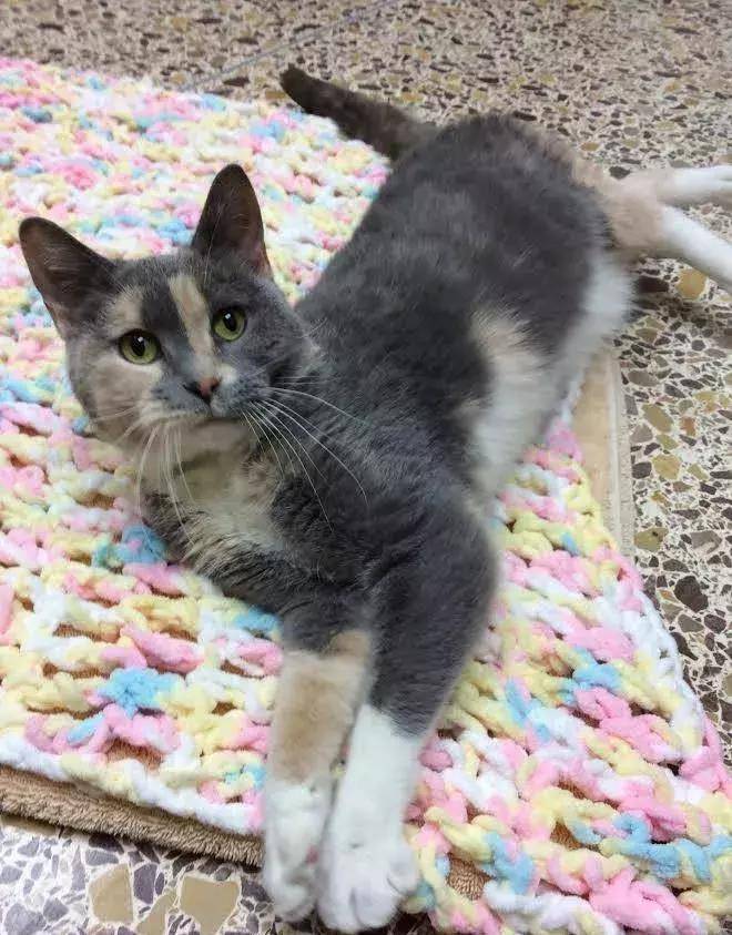 猫咪怎么才会用猫砂 f8798622936940979a3995b782d60cd5.jpeg