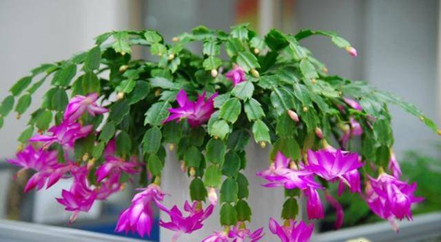 几月份嫁接蟹爪兰容易活 117a6497397f4668a02aef21a55866f3.jpeg