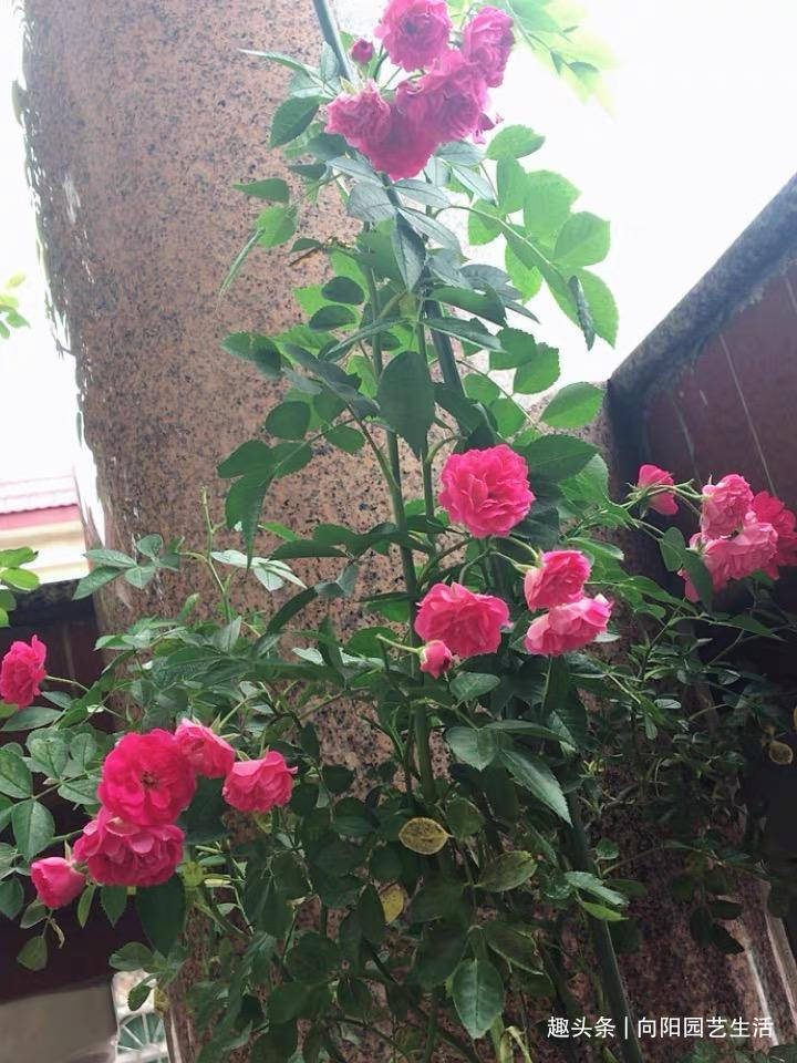 月季地栽和盆栽的效果 7d7385e5f838469f8bff4dd7b3eb7dd4.jpeg