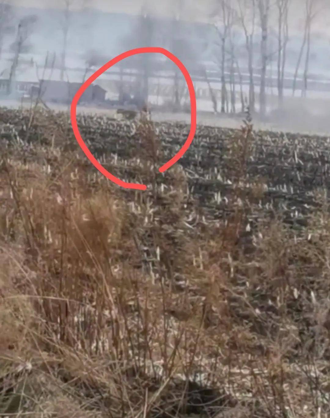 黑龙江野生东北虎进村咬人惊恐现场曝光太震撼了