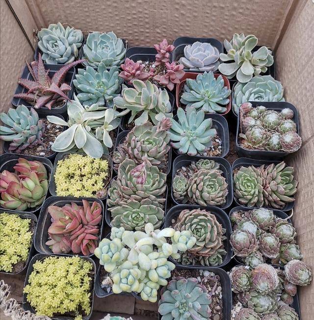 养花小技巧 多肉配土很简单 几种材料掺一起 疏松透气不烂根 多汁