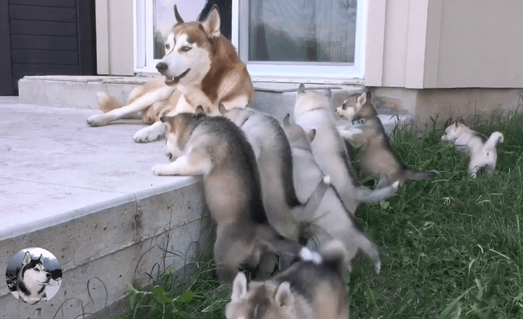 原创二哈生了8只奶狗为了逃避喂奶狗妈还想了个馊主意