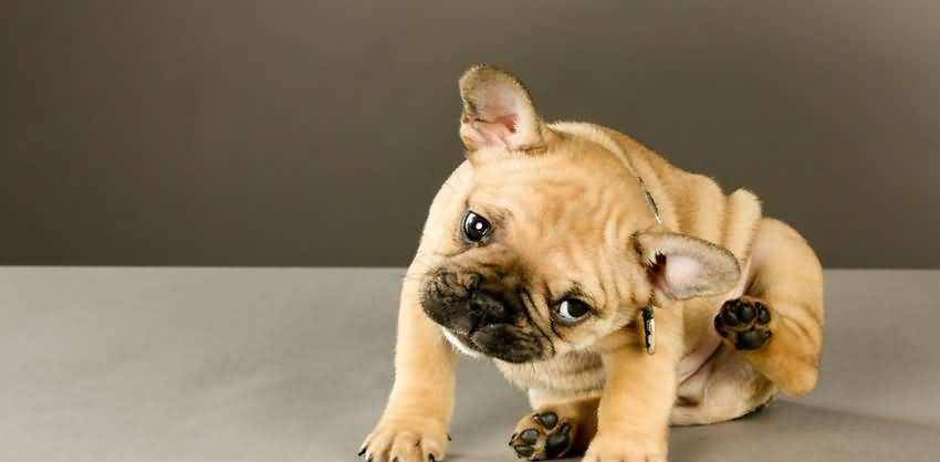 怎么看小狗是否有虫 b5152b6a18cf4e7ba8e1234a8a000f0b.jpeg