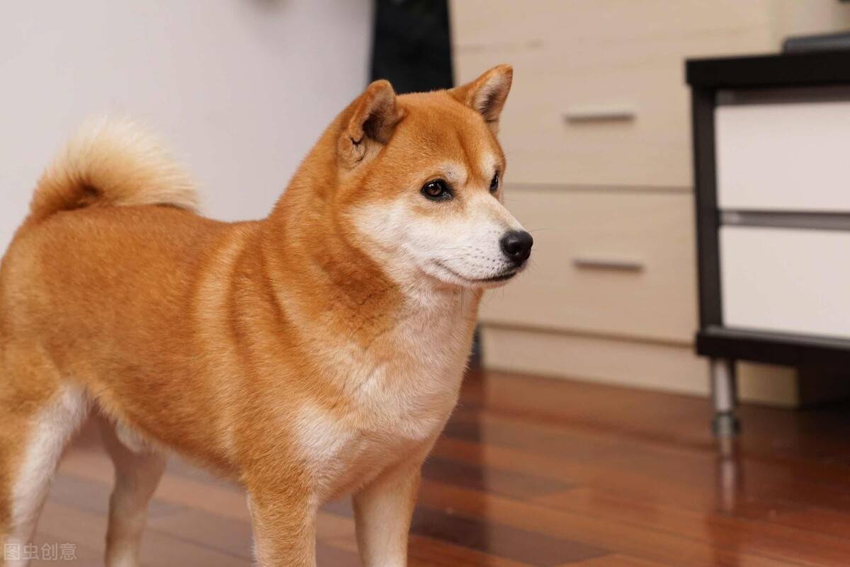 想买柴犬,南方买好还是北方买好?价格有差异吗?