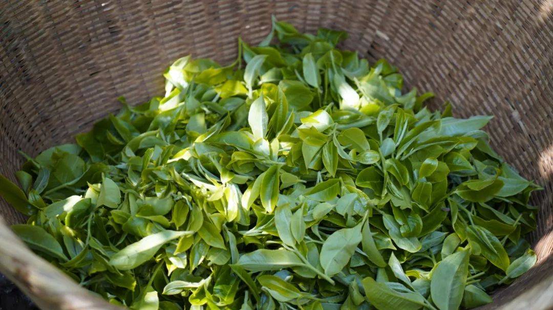 薄荷塘普洱茶特点简介