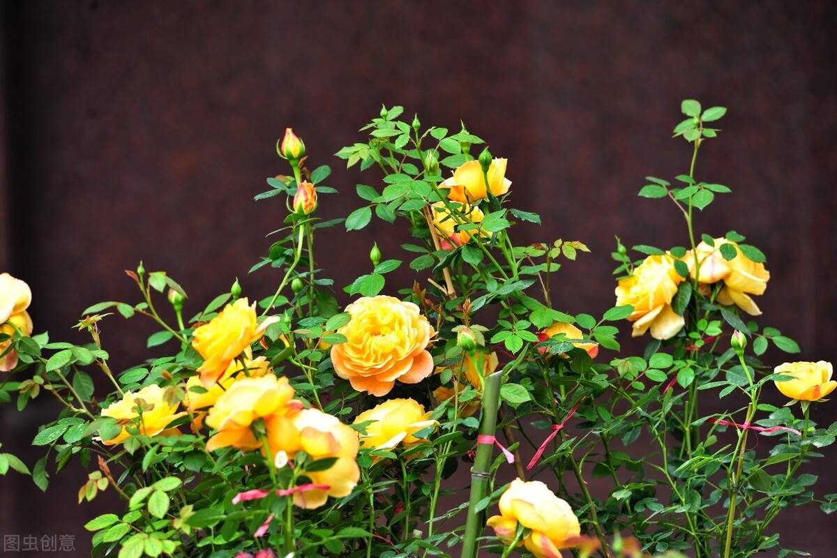 刺激月季芽变的四个常用方法,各位花友了解一下