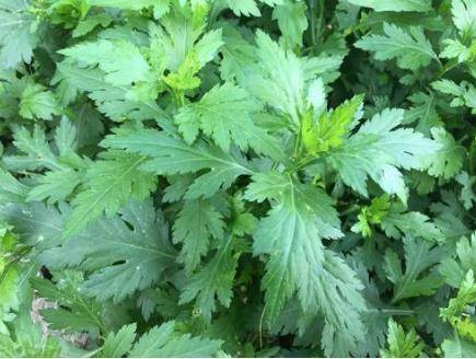 山上的野菜怎么吃 c77080180a0947928836c9d33ef589fb.jpeg