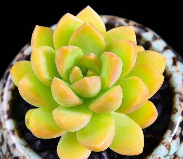 多肉怎么养护与浇水视频 de2d0a385f9d4376991839d80d76b562.jpeg