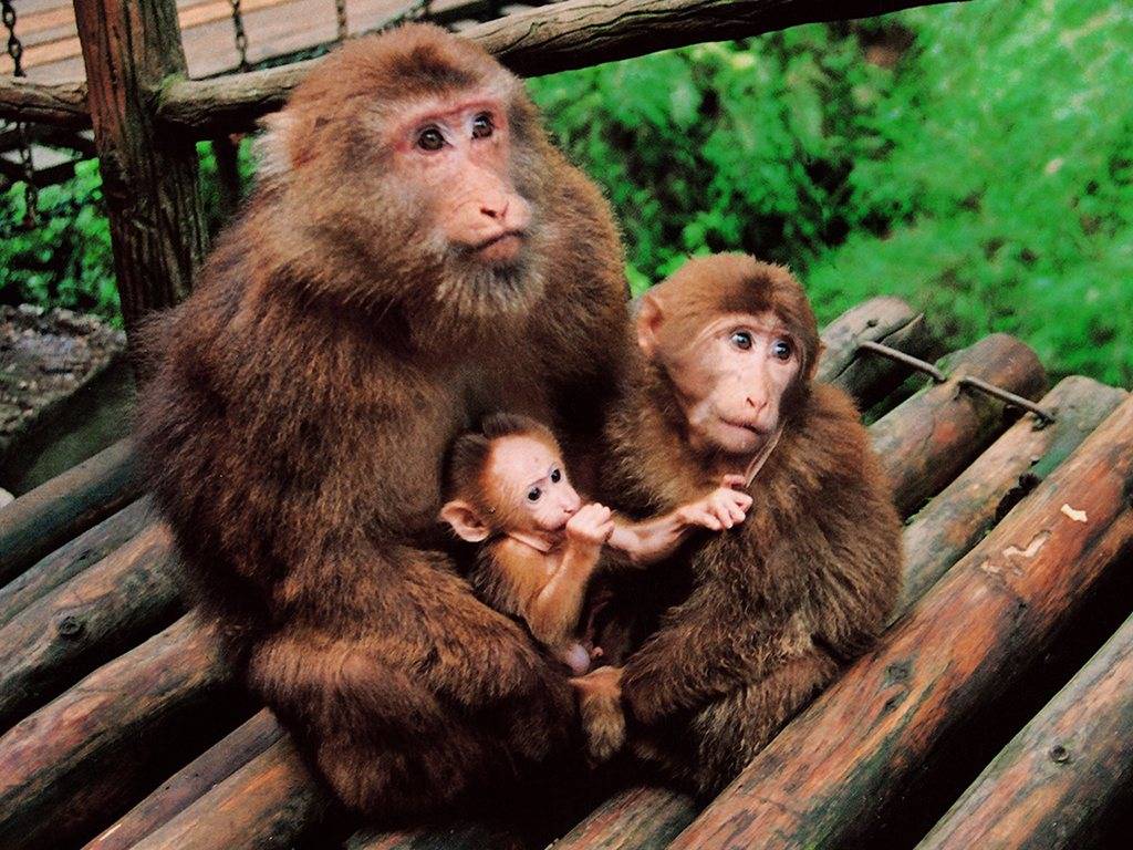 峨眉山的猴子真的那么烦人吗？如何避免被它骚扰？