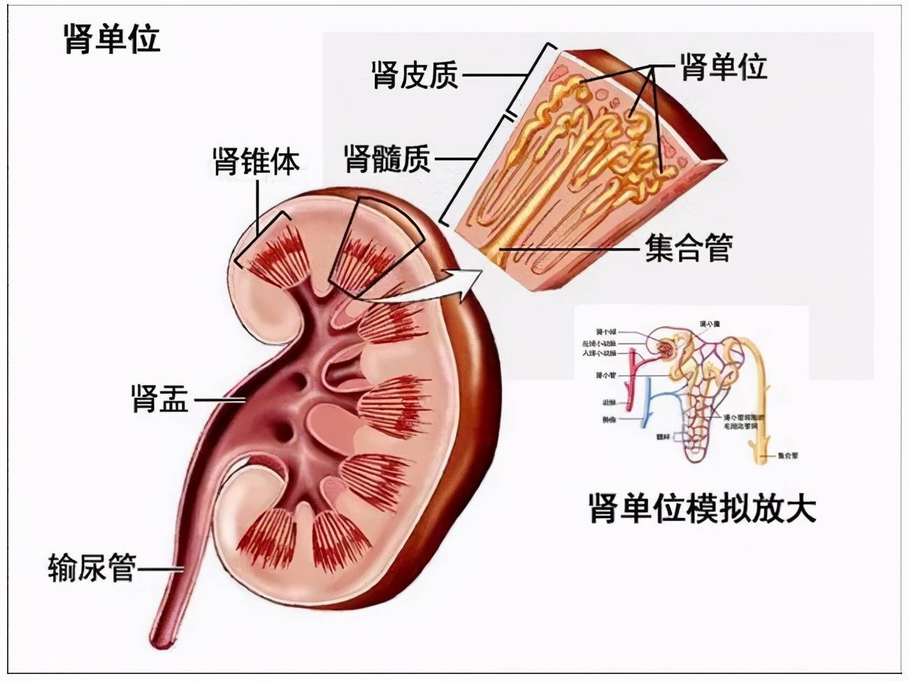 肾单位结构图简图图片