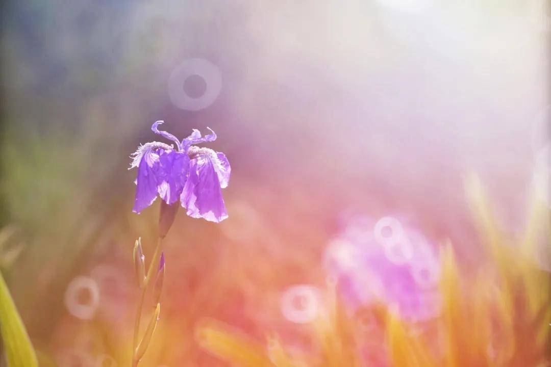 1f491c9a38624f55ab9ba57cb805f299.jpeg