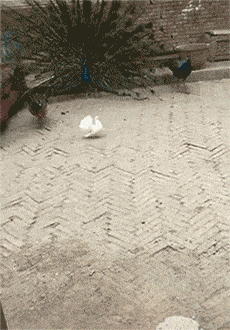 搞笑GIF:女生化妆前后,差距到底能有多大
