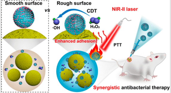 北化徐福建教授团队在光热 化学动力学高效协同抗感染治疗获进展 细菌