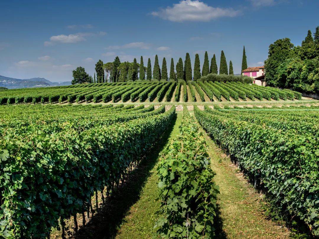 Wine|Wine to Asia 2021｜Sartori圣图睿家族酒庄再次亮相！