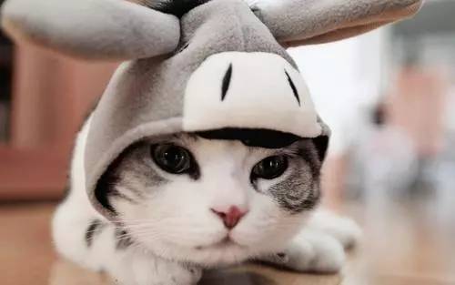 7d6de52772f04560a1ee52fd7d4a94df.jpeg
