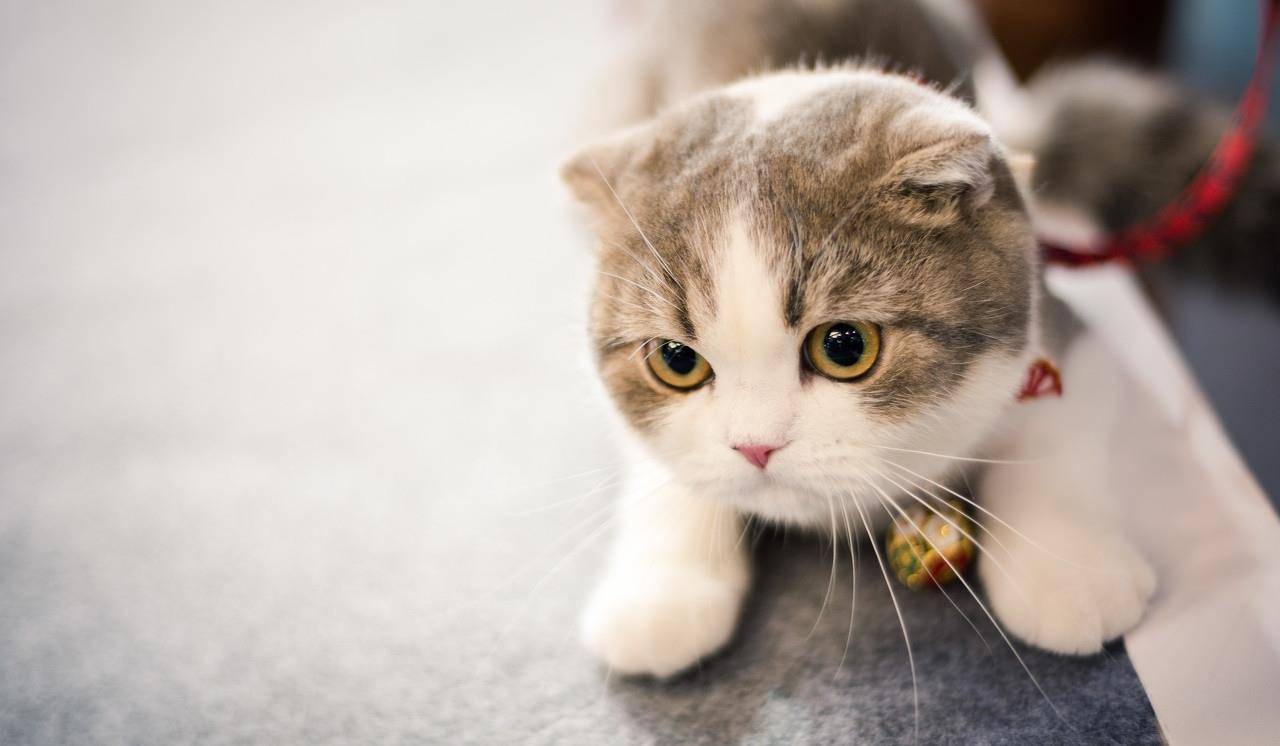 渣男从良记猫咪爱柠檬 重生渣男养家记