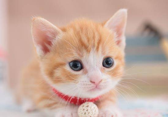 多少斤算大型猫 8acd2caeaaa24fcd89110caf9be12148.jpeg