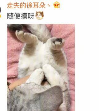 如何摸猫咪的肚子 9253cc6b20c74834a5f3b86bab078b84.jpeg