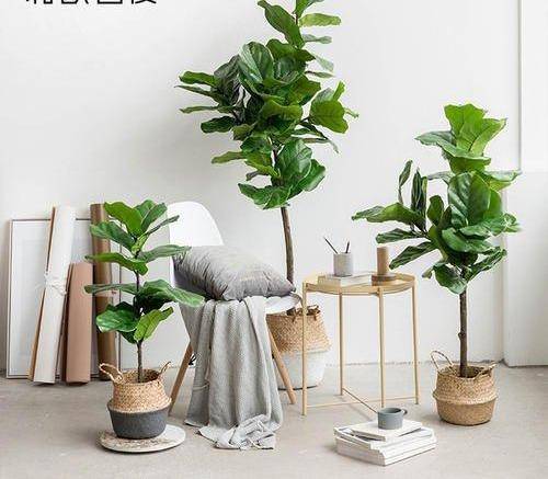 客厅最旺的三种绿植 c5e272d74bd8439eb6e67cf6a214c310.jpeg