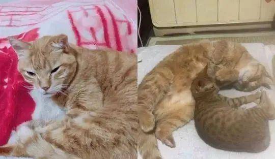 如何自己在家给猫打点滴 cdb0cf60f2b04296b08b2043f79ad77c.jpeg