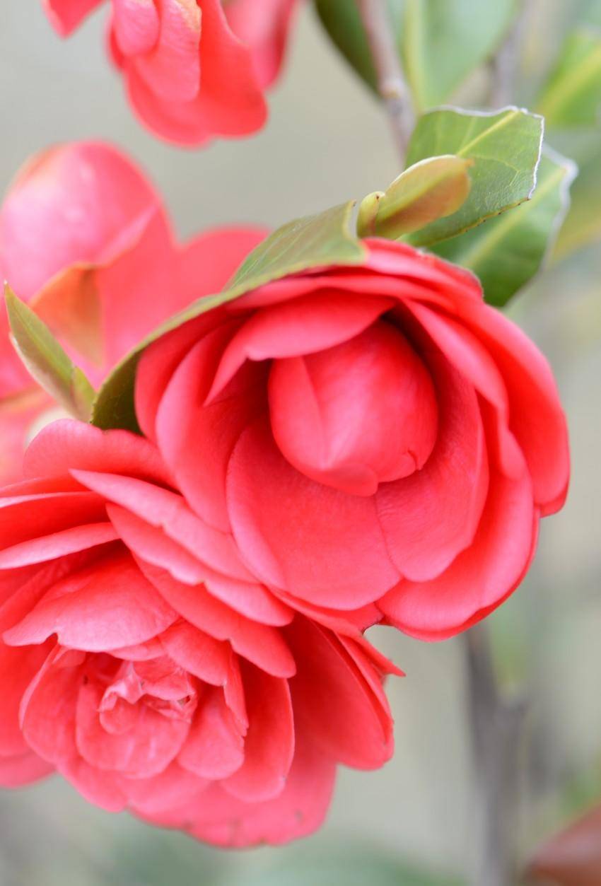 台湾|瘦西湖万花园