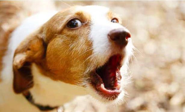 狗狗怎么叫都没回应 11b2fab9bf3941a4a01243e008381573.jpeg