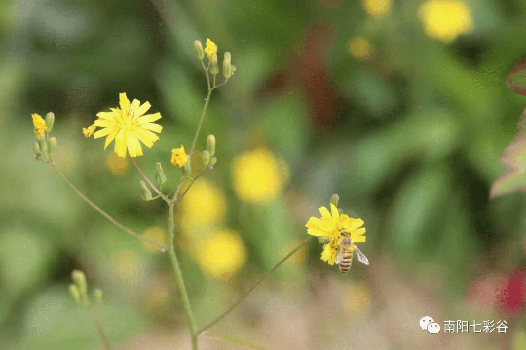 汉剧龙凤呈祥曲谱