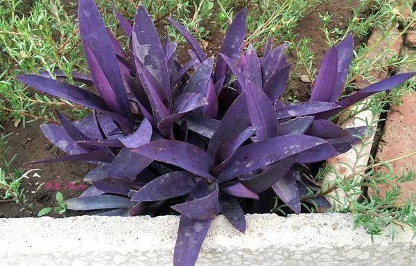 请教下面这种紫色叶子和紫色花的植物叫什么名字 五片花瓣的紫色花叫什