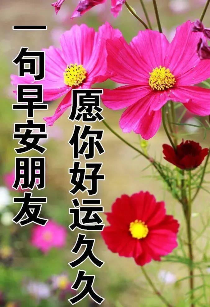 原创8张非常好看的朋友早上好免打字图片带祝福语暖心的夏日早安问候