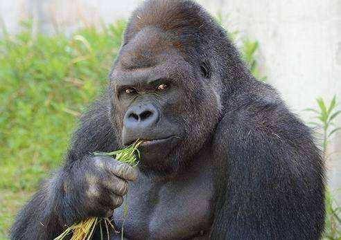 世界上著名的大力士 8381bd2ae66e4d529550bb8e41e03df3.jpeg