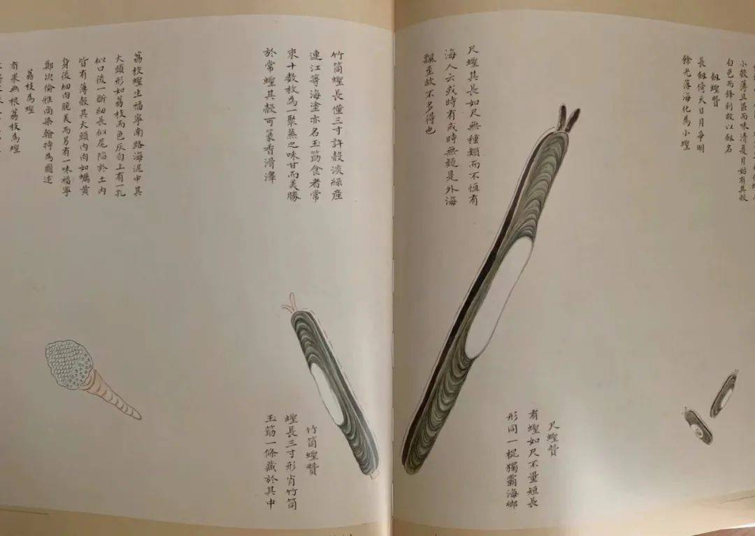 原创
【海错图爱情笔记】莫扎特跟蛏子一样,有恋污癖?!
蛏