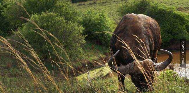 杀死人类的动物 bc0f985096fa47eca750ef6261896394.jpeg