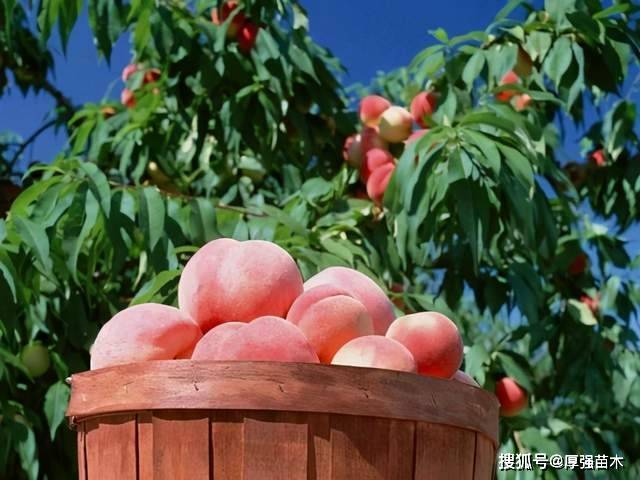 桃子怎么套袋最好 2de9f68597384fb0aa3a552b95b8f97d.jpeg
