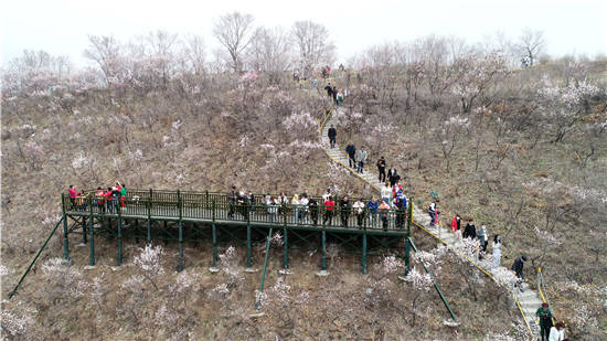 鸡西市鸡冠区举办第十一届杏花山文化旅游节