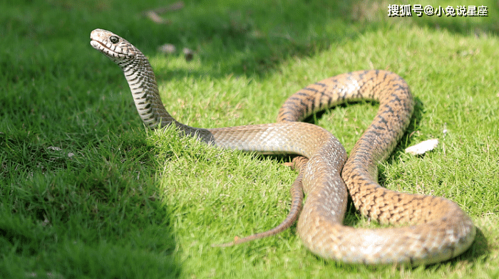 蛇属于大属相么 65b65d16d367426087107eef3f094c66.png