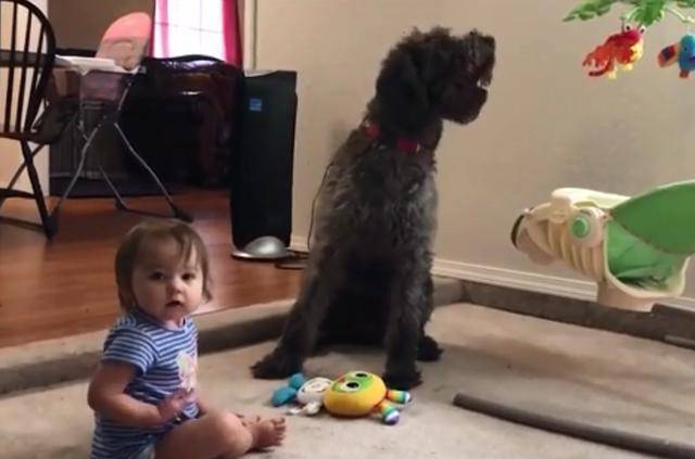 怎么教狗狗站立和坐下 451e706f05bd40f9bb500e791dfc7fa4.jpeg