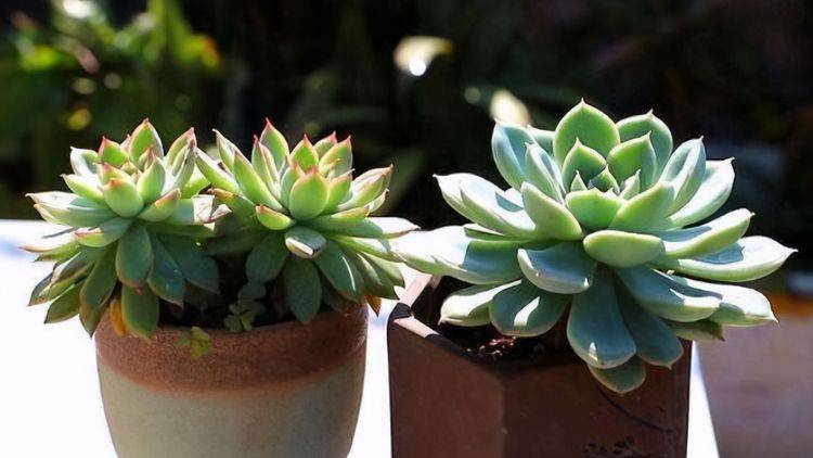 多肉叶插苗怎么养殖 a2040e4b69ec456da847b4352edd5ca8.jpeg