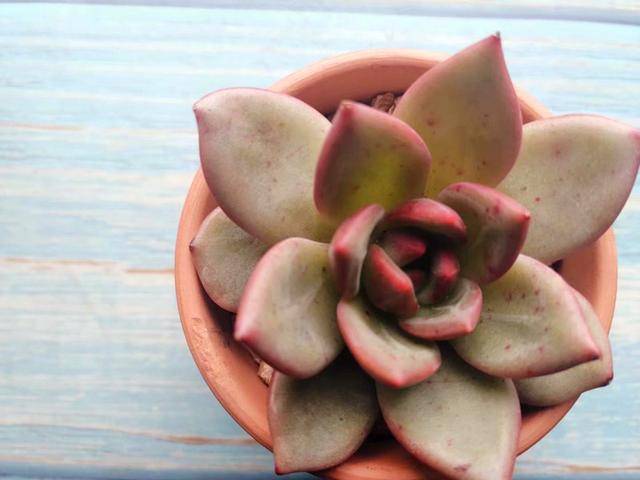 多肉小贵货和普货的区别 b20e9fdbd5324136a4072fab613e8304.jpeg