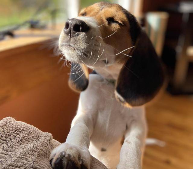 狗忠诚度排名(2)