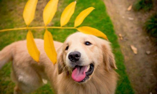 怎么得知自己有没有得狂犬病 dd4145434b5e4a7abdbd2ab17de66540.jpeg