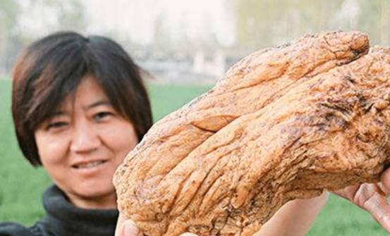 现实中的肉灵芝究竟是什么？专家：可收藏为主，不可食用_太岁