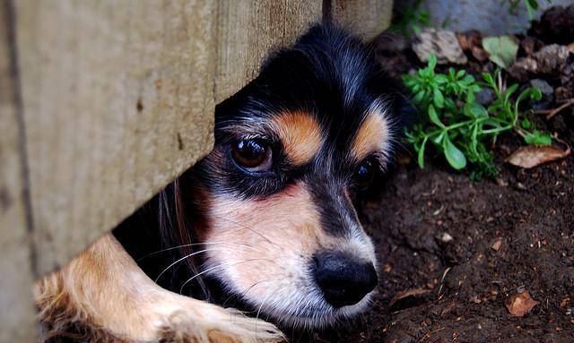 狗为啥总是磕牙 fc00abcb23464aee861678a646c82607.jpeg