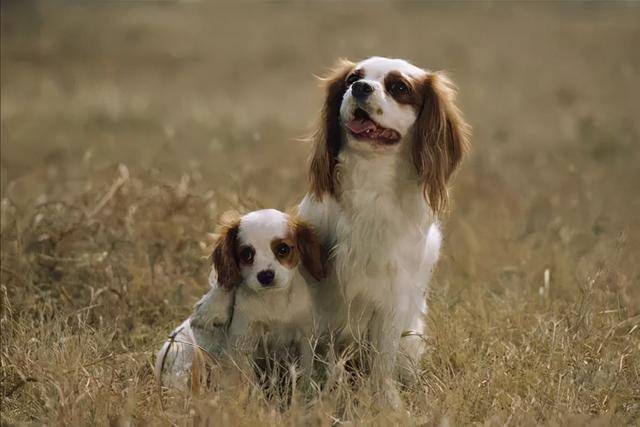 45种名犬 您都认识吗 性格