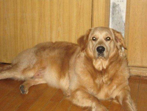 把金毛送去爷爷家2个月胖30斤成猪一问才知道邻居是卖熟肉的